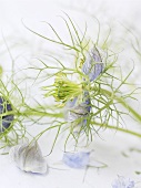 Love-in-a-mist with flowers (Nigella damascena)