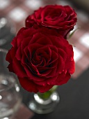 Two red roses in a vase