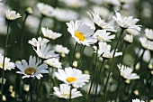 Marguerites in a meadow