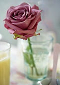 Rosafarbene Rose in einem Wasserglas