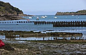 Oyster beds near Ebbe in Cancale (Brittany)