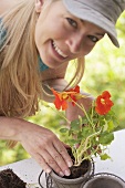 A woman planting a nasturtium in a pot