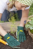 A woman planting fennel in a vegetable patch