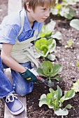 A little boy loosening the soil in a vegetable patch
