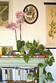 Top corner of a bookshelf with a string of red light and house plants next to an orchid in a pot
