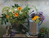 Angelica, marigolds, sage and flowering chervil