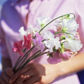 Woman holding sweet peas in her hands