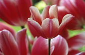 Bi-coloured tulips