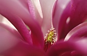 A magnolia ('Susan')