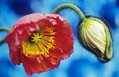 Two Iceland poppies, open and in bud