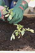 Planting a young tomato plant