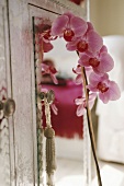 An orchid next to a mirror