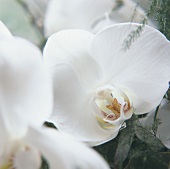 weiße Orchideen