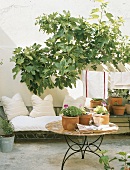 Eine weiße Couch und Wäscheleine unter Feigenbaum im Garten