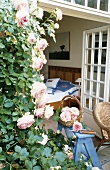 Roses in a garden with a bedroom in a background