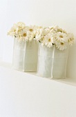 Gerbera daisies in white bags