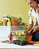 Young woman potting on flowering plants