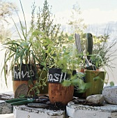 Various kitchen herbs and garden plants