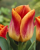 Red and yellow tulip, variety 'Thule'