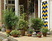 Verschiedene Bambuspflanzen in Blumentöpfen auf der Terrasse eines rustikalen Wohnhauses mit bemalten Türen