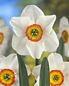 Blüten der Pfauenaugen-Narzisse (lat. Narcissus recurvus)