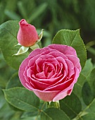 Rosafarbene Rosenblüte und Knospe