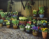 Spring flowers in baskets and pots