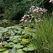 Flowering rush (Butomus umbellatus) by pond