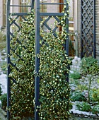 Variegated ivy (Hedera helix 'Goldheart') in front of house