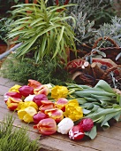 Bunch of tulips on wooden background in garden