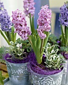 Hyacinths in pots