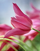 Tulip, variety 'Mariette'