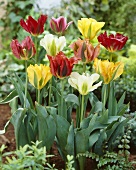 Viridiflora tulips in various colours