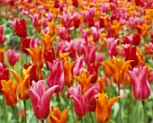 Field of red and orange tulips