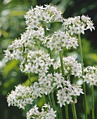 Flowering garlic chives (Allium tuberosum)