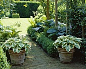 Garden with hostas in pots