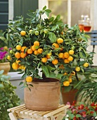 Small mandarin orange tree (Calamondine)