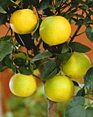 Small grapefruit tree with fruit