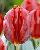 Tulip 'Arma'