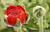 Red ranunculus with dewdrops