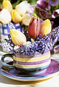 Grape hyacinths and tulips in striped cup and saucer