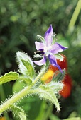 Borretsch mit Blüte