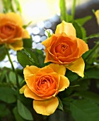 Orangefarbene Rosen