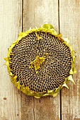 A dried sunflower, seen from above