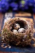 A nest with quails' eggs