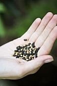 A handful of seeds