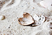 Hearts made of bark on the beach