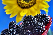 Blackberries in front of sunflower (close-up)