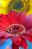 Red gerbera in front of sunflower