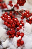 Holly berries in snow
